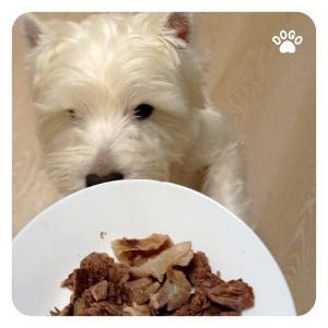 What food is good for dogs