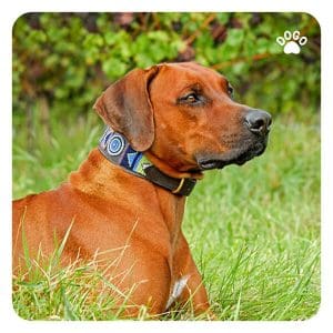Dog Breeds for Outdoor