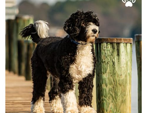 10 Best Dog Breeds for Outdoor Enthusiasts