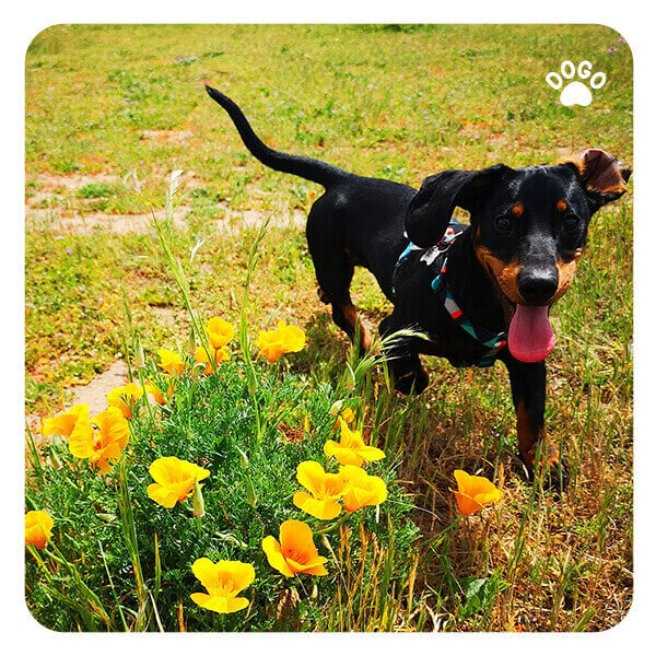 My Puppy Doesn't Like Me. How to Make Friends with Your Puppy? Dogo App