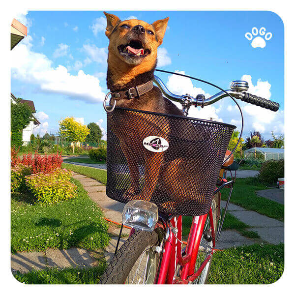 Dog on a Bike Ride