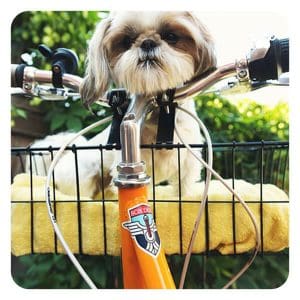 how to take dog on bike ride