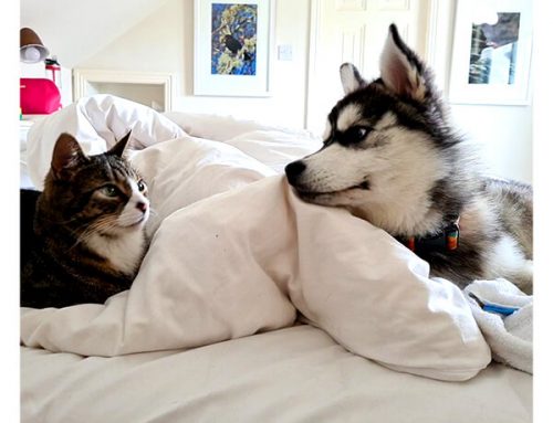 Pies i Kot – Czy Mogą się Dogadać?