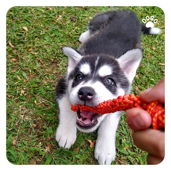 Does My Dog Love Me? How to Tell Dogo App