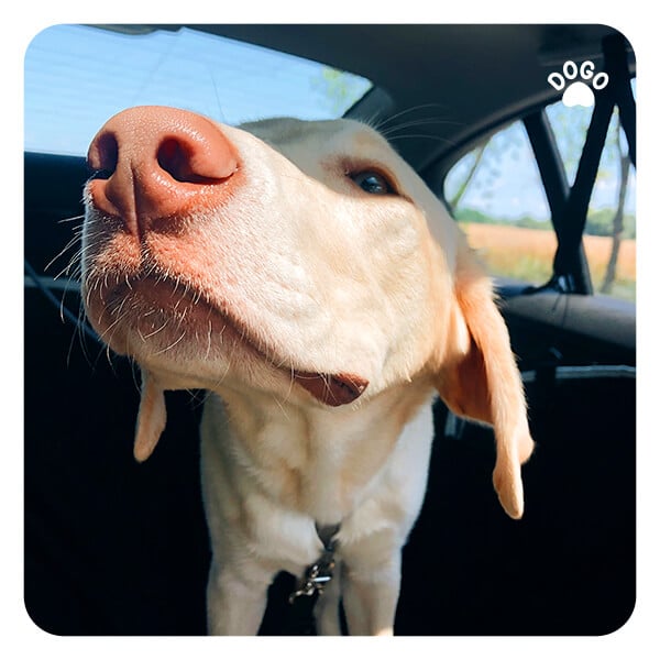 Dog Stressed Out in the Car Dogo App