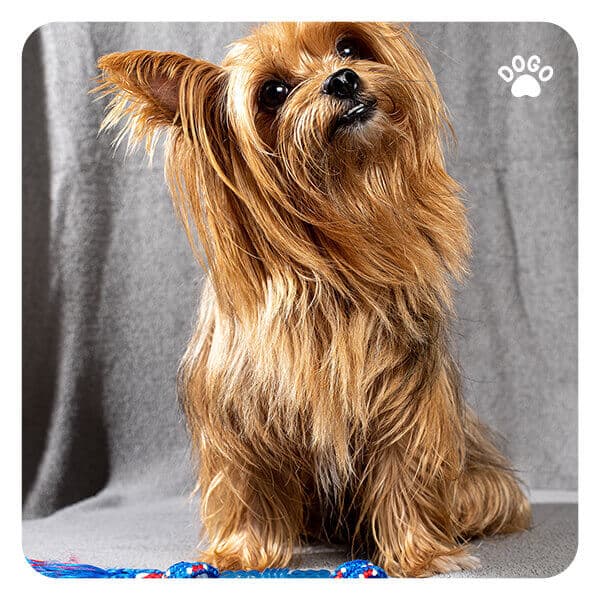 My Dog Keeps Bringing Me Things. Why? Dogo App