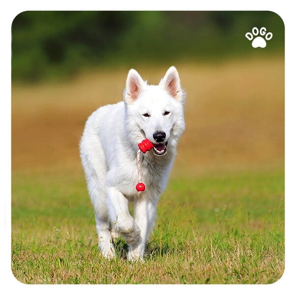 My Dog Keeps Bringing Me Things. Why? Dogo App