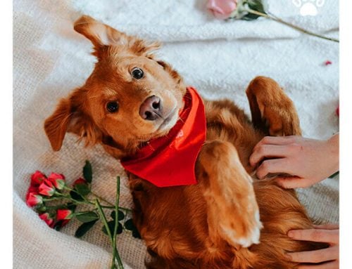 10 Ideas for Valentine’s Day with Your Dog