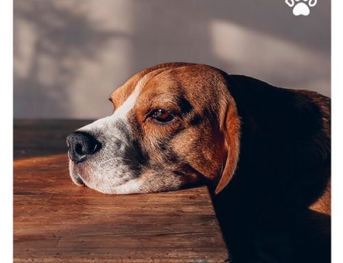 Is My Dog Depressed? How to Tell if Your Dog is Unhappy