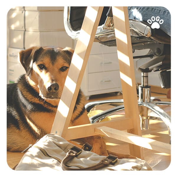 Why Does My Dog Sit on My Feet? Dogo App