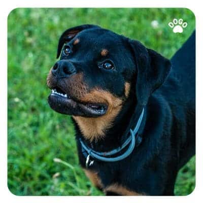 Dog Showing Teeth – What Your Dog’s Mouth Tells You - Dogo