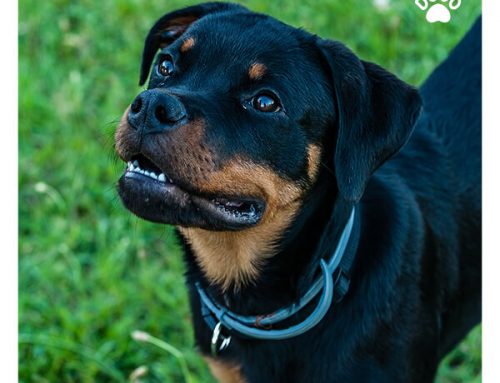 Dog Showing Teeth – What Your Dog’s Mouth Tells You