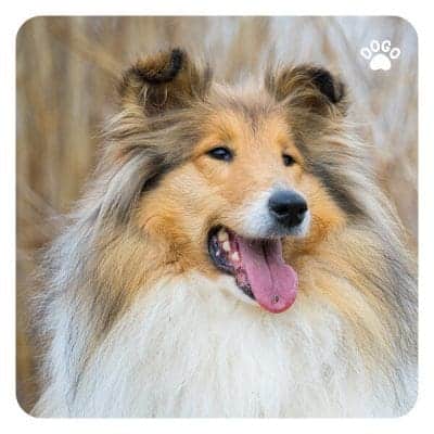 Dog Showing Teeth – What Your Dog’s Mouth Tells You - Dogo