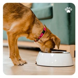 Dlaczego pies wynosi jedzenie poza miskę