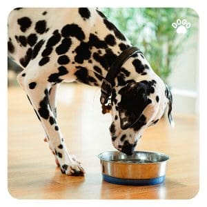 Dlaczego pies wynosi jedzenie poza miskę