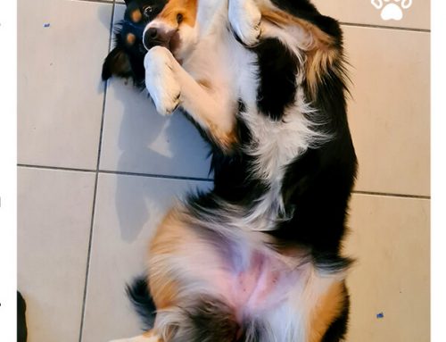 My dog Rolls on Their Back – Is That Normal?