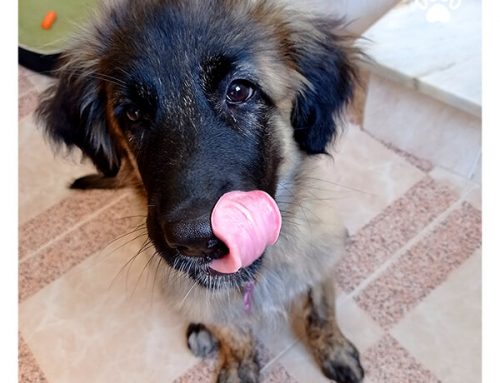 Bite Off: How to Pick the Best Chews for Your Dog