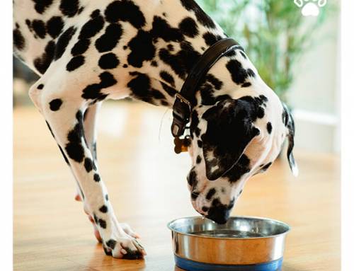What kind of yogurt can dogs eat?