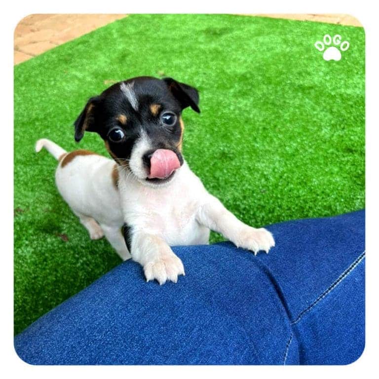 How to draw a puppy? When to Switch My Puppy to Adult Dog Food