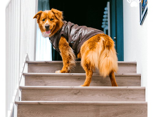 Stair Away From Me: Why Is My Dog Avoiding Stairs?