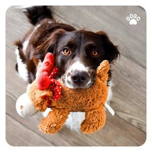 Rotate your dog's toys
