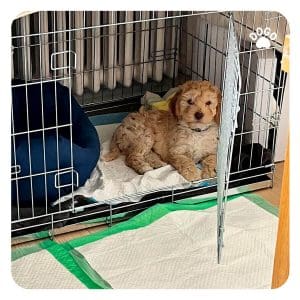 do you need a crate to potty train a puppy