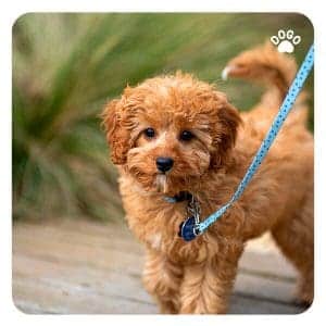 Best technique to potty train hot sale cavapoo puppy