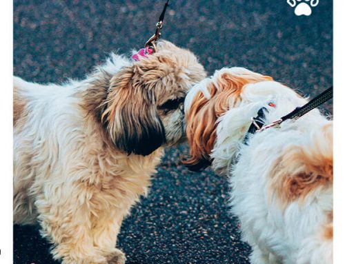 Dog Sniffing Each Other. What Does It Mean?