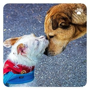 Dog Sniffing Each Other