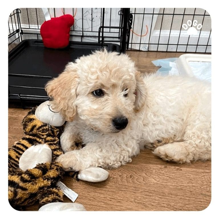 Au secours, mon chien s’échappe dans sa cage! Dogo