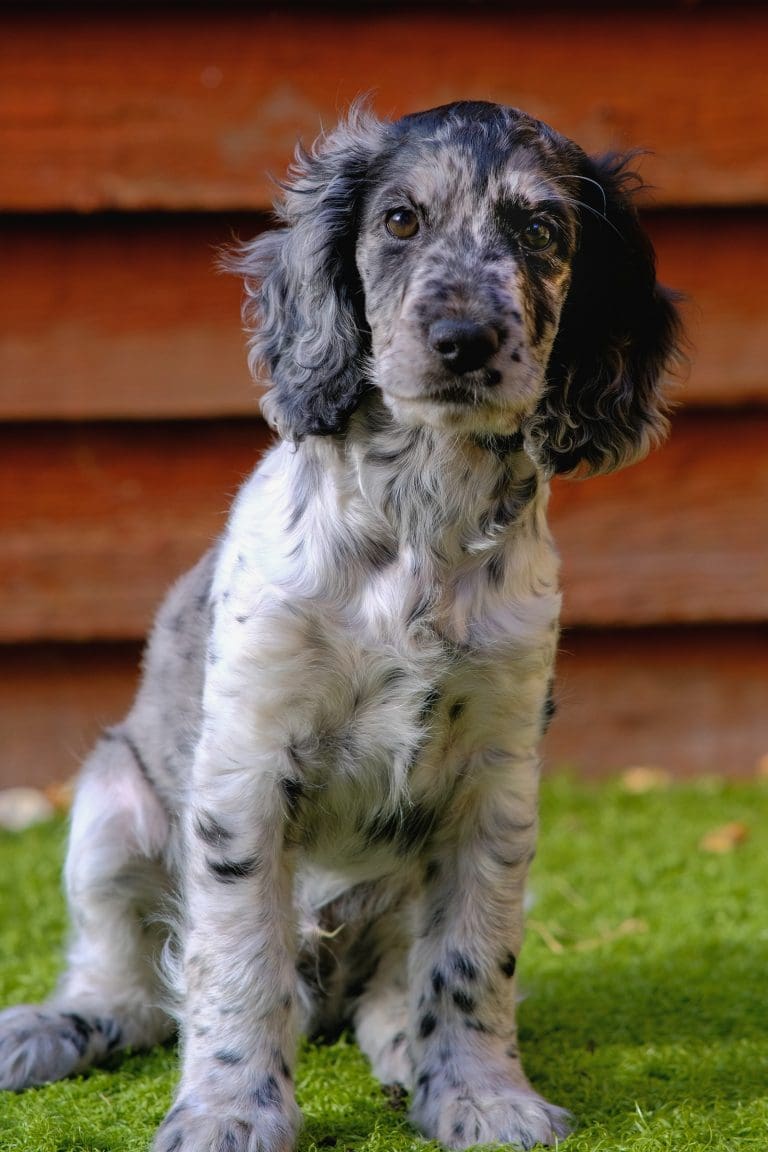 Pourquoi mon chien fait-il ses besoins dans la maison ?