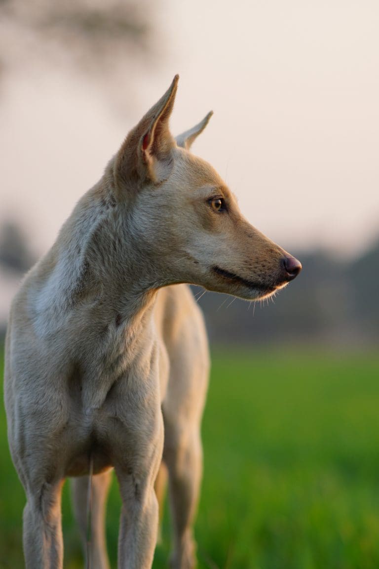 ¿A qué velocidad puede correr un perro?