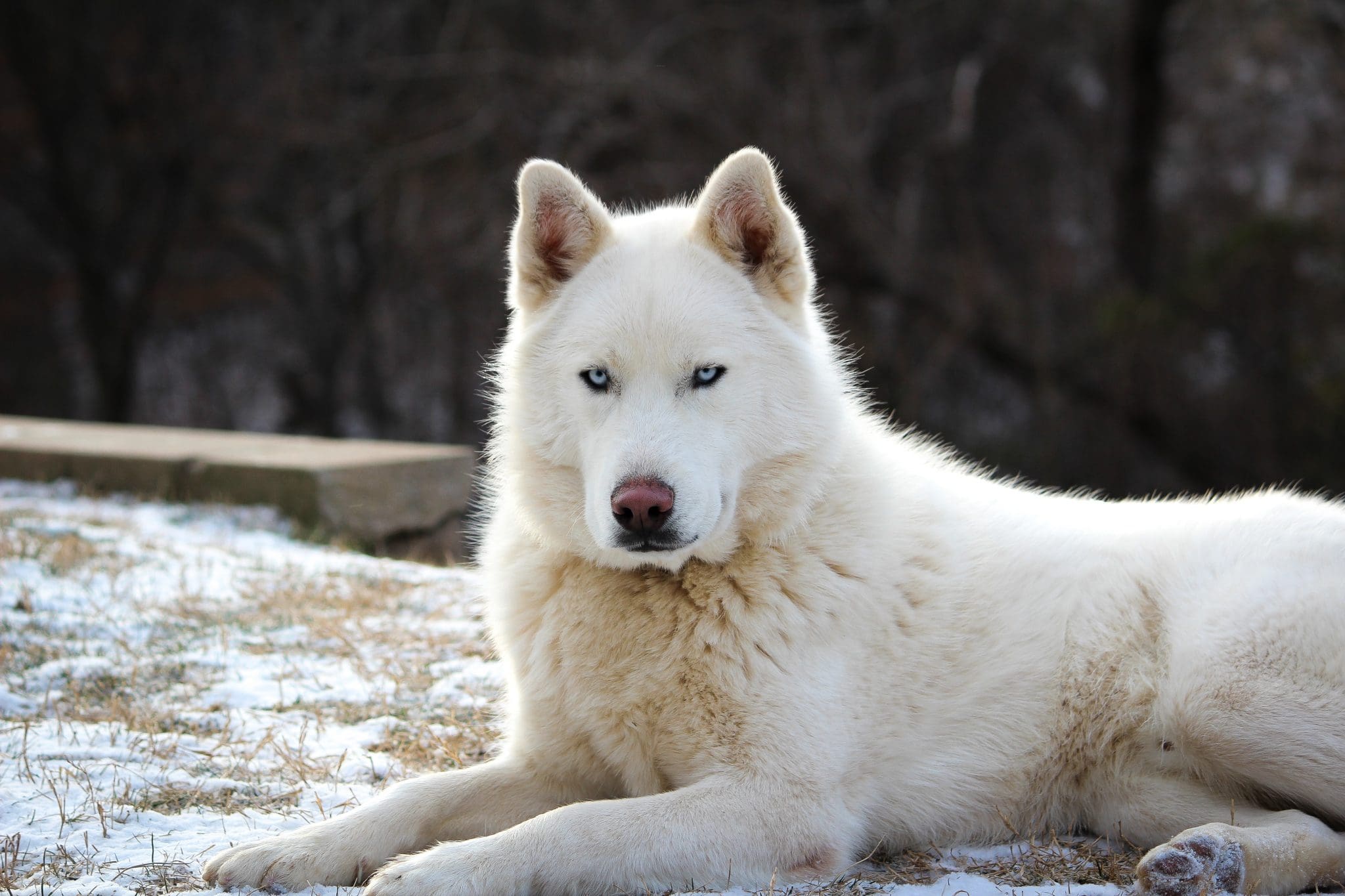 Wie halte ich Flöhe von meinem Hund fern? Dogo