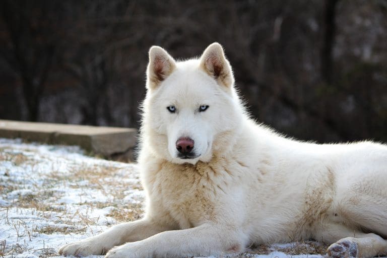 Quelle quantité de riz donner à un chien qui a la diarrhée ?