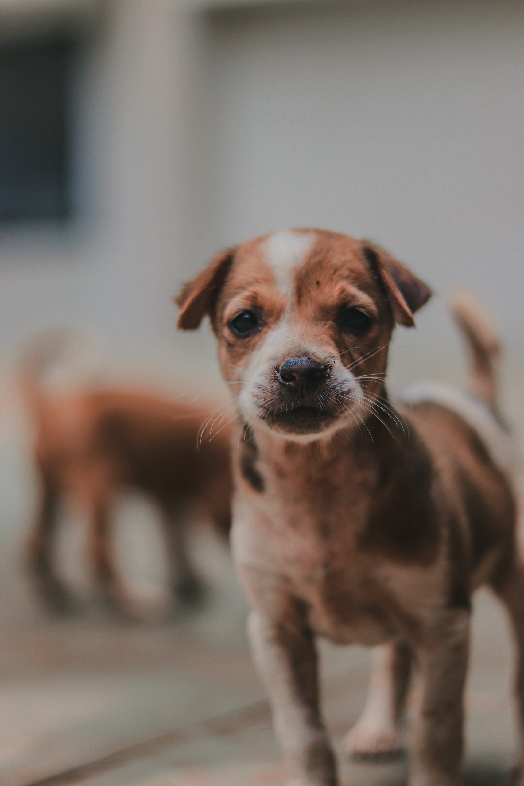 Warum kratzt mein Hund sein Bett?