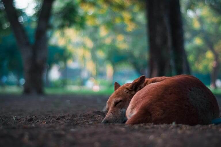 Wann bekommen Hunde ihre erste Periode?