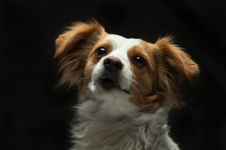 Por que meu cão está respirando de forma estranha?