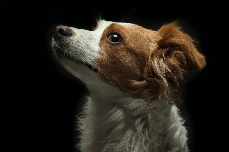 Como encontrar um cão perdido?