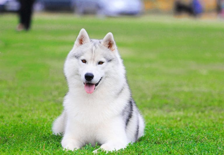 How To Help Dog Express Glands Naturally?