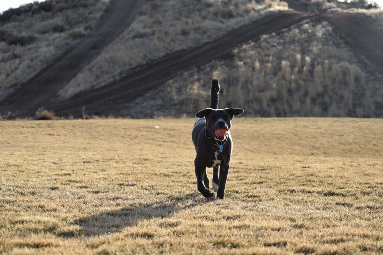 What Is Too Cold For Dogs?
