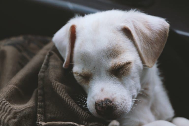 Pourquoi les chiens se roulent-ils sur le dos ?