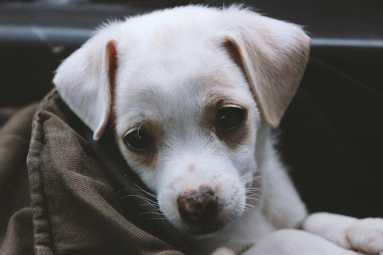 ¿Por qué son tan agresivos los perros pequeños?