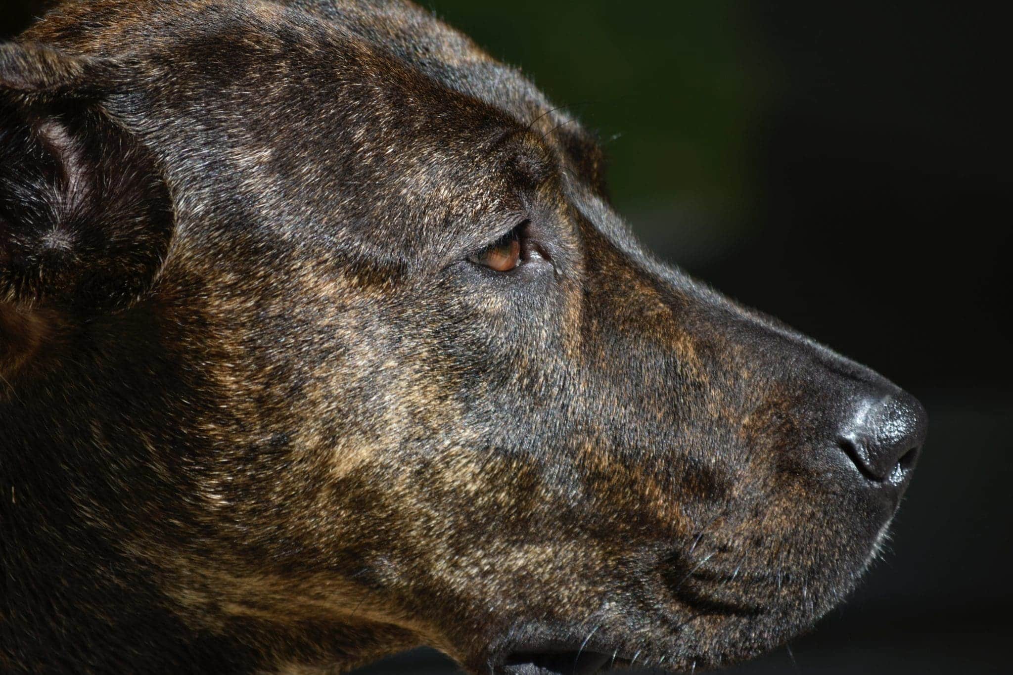Pourquoi mon chien me regardetil fixement dans les yeux ? Dogo