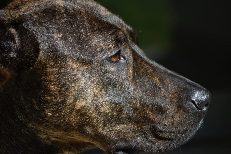 How To Treat Cherry Eye In Dogs Without Surgery?