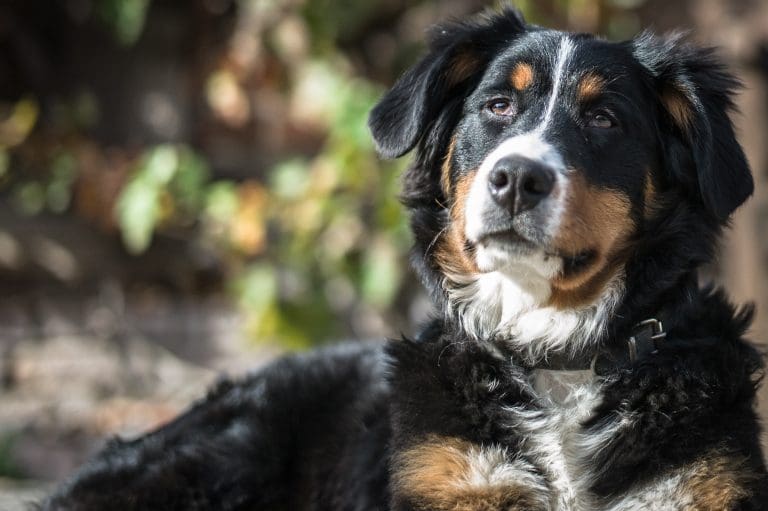 ¿Por qué huele tan mal el pis de mi perro?