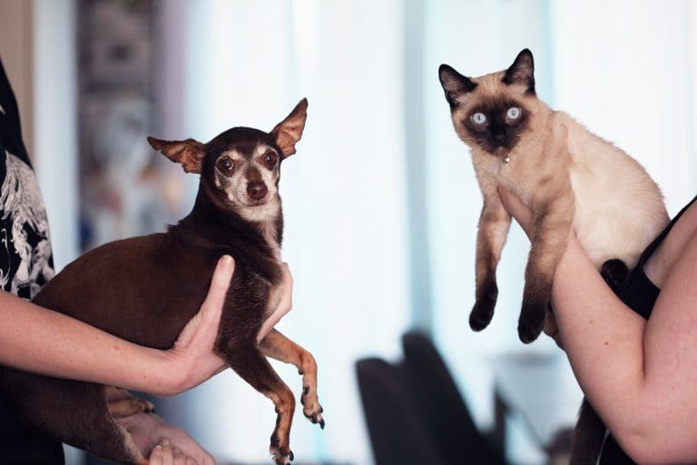Comment traiter la gale chez le chien à la maison ?