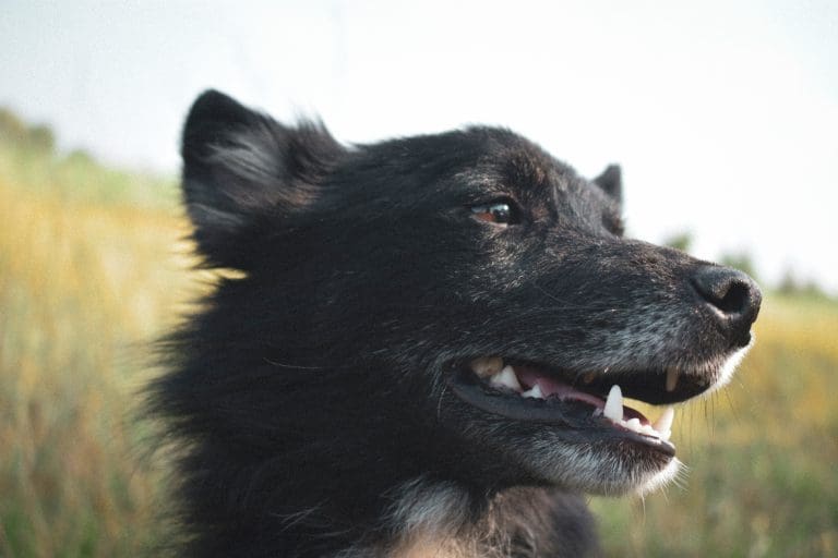 Quand les chiens mâles peuvent-ils se reproduire ?
