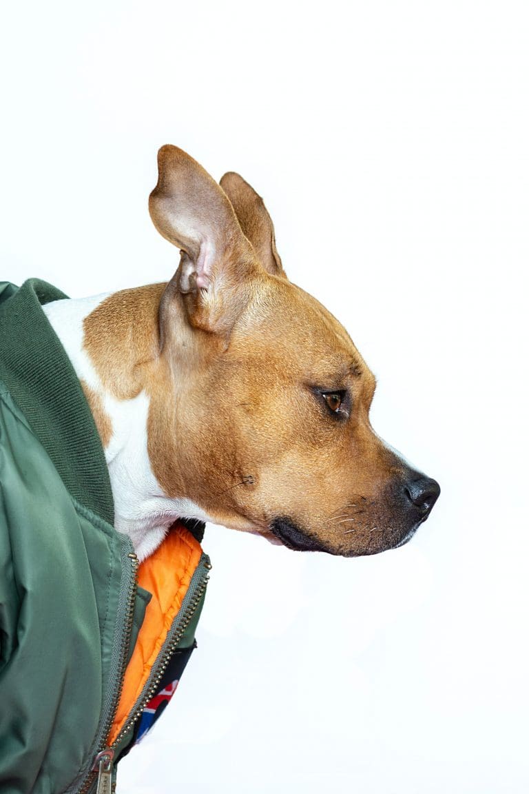 Pourquoi mon chien pleure-t-il autant tout d'un coup ?