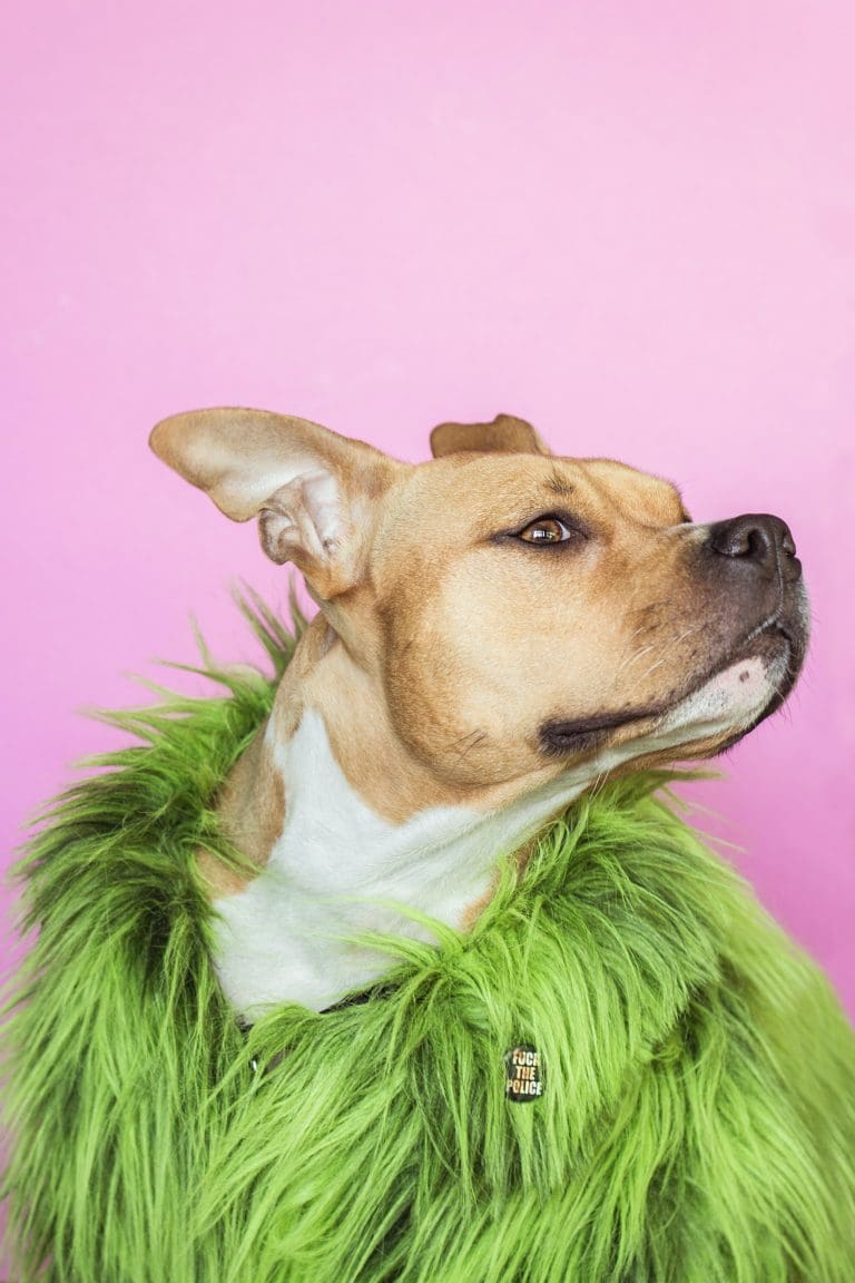 Warum bekommen Hunde die Zoomies?