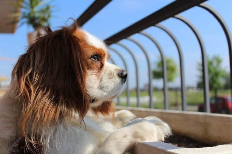 Pourquoi mon chien halète-t-il et s'agite-t-il ?